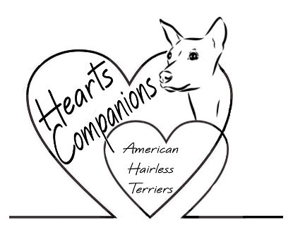 Hearts Companions - American Hairless Terriers